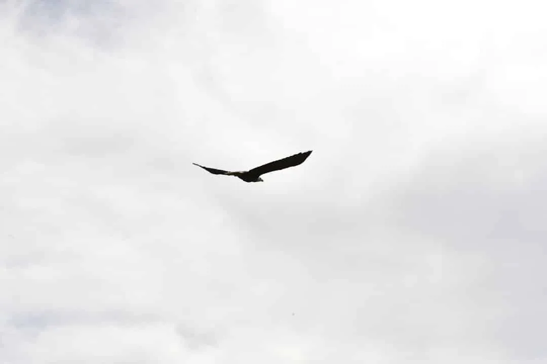 A lone bird soaring in the cloudy sky, with wings outstretched. The background is mostly overcast, creating a serene and expansive atmosphere.