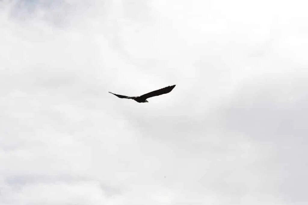 A silhouette of a bird soaring in the sky, with its wings spread out wide against a background of cloudy, overcast sky.