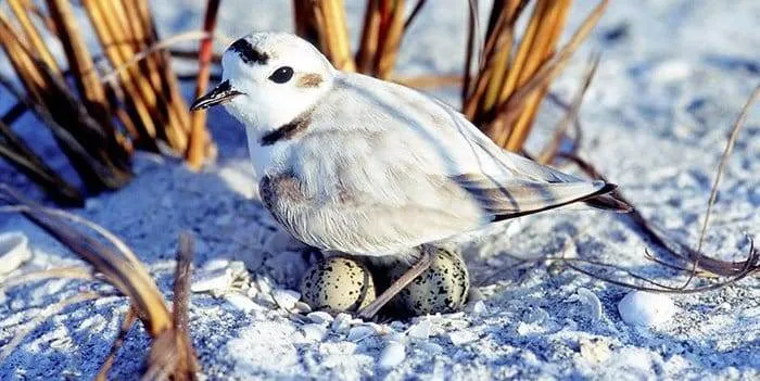 Snowy plover on nest on beach